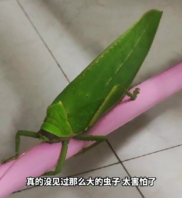 女大学生在寝室发现巨拟叶螽:鸣虫之王 一次可飞上百米